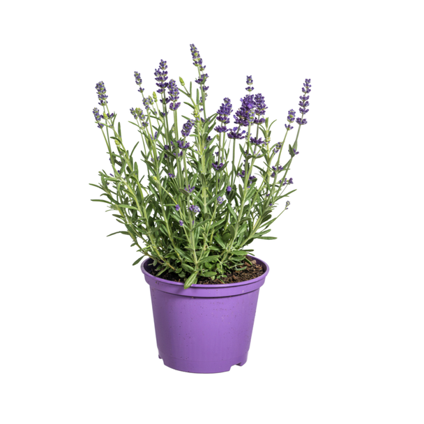 8 Stuks Lavendel, Paarse Bloeiaren, Vaste Plant, Mediteraine Sfeer, Lavandula Angustifolia Ø13cm - ↕30 - 40cm