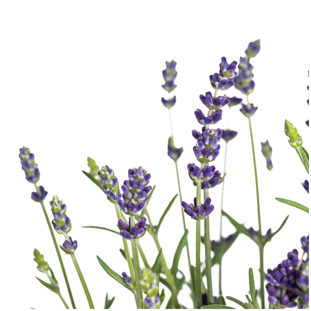 8 Stuks Lavendel, Paarse Bloeiaren, Vaste Plant, Mediteraine Sfeer, Lavandula Angustifolia Ø13cm - ↕30 - 40cm