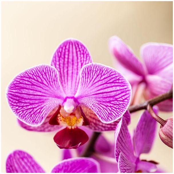 Paarse Vlinder Orchidee Vienna in Malaga Sierpot Lila, Bloeiende Kamerplant, Ø9cm