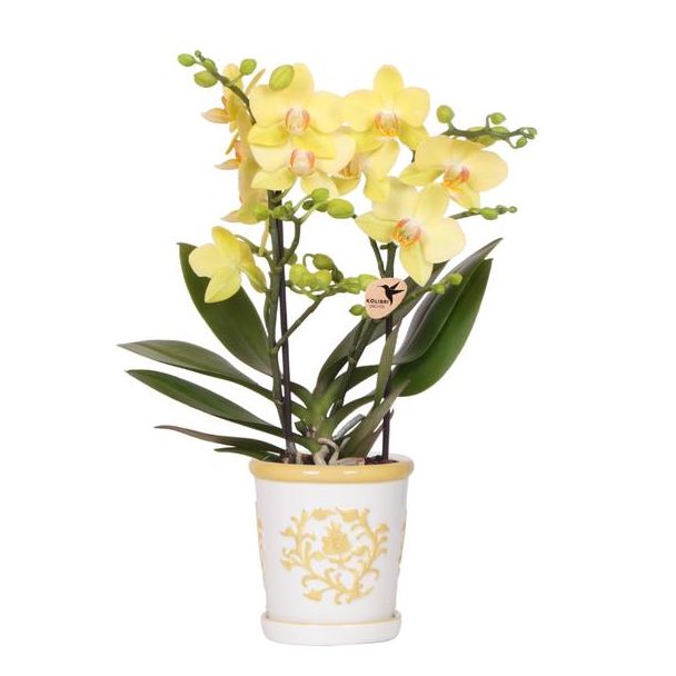 Gele Vlinder Orchidee Albenga met Malaga Sierpot Geel, Bloeiende Kamerplant, Phalaenopsis Orchidee, Ø9cm