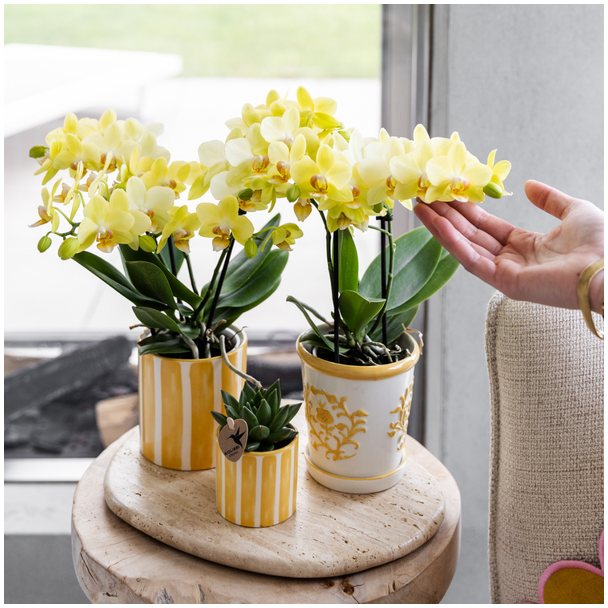 Gele Vlinder Orchidee Albenga in Malaga Sierpot Geel, Bloeiende Kamerplant, Phalaenopsis Orchidee, Ø9cm