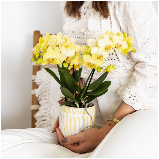 Gele Vlinder Orchidee Albenga , Bloeiende Kamerplant, Phalaenopsis Orchidee, Ø9cm