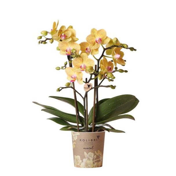 Gele Vlinder Orchidee Lima, Bloeiende Kamerplant, Phalaenopsis Orchidee, Ø9cm