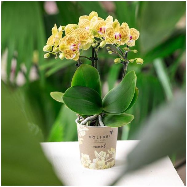 Gele Vlinder Orchidee Lima, Bloeiende Kamerplant, Phalaenopsis Orchidee, Ø9cm