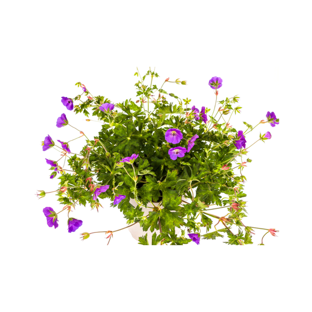 Geranium Rozanne Purple Ø19cm - ↕20 - 30cm