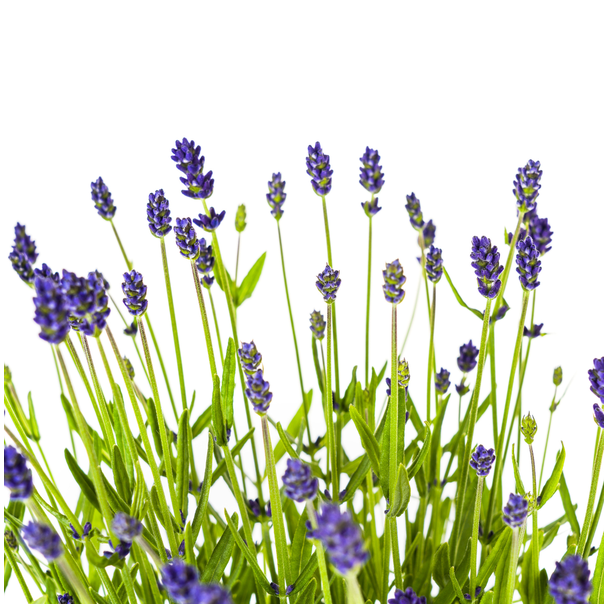 4 Stuks Lavendel, Paarse Bloeiaren, Vaste Plant, Mediteraine Sfeer, Lavandula Angustifolia Ø19cm - ↕40 - 50cm