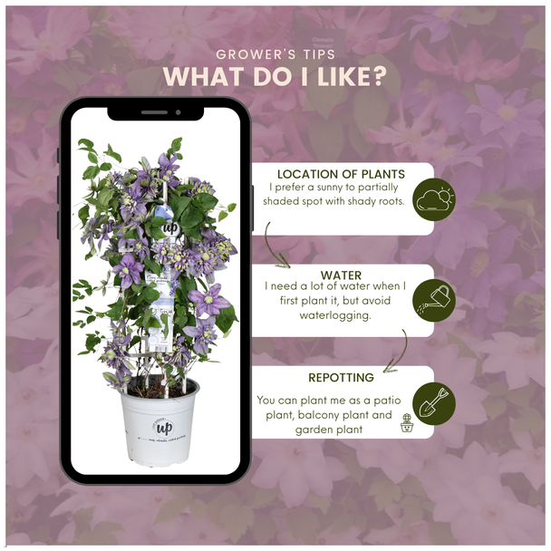 Clematis Taiga XXL, Klimplant, Dubbelbloemige Bloemen in Paars met Sierlijke Lichtgroene Accenten, Ø 23 cm – ↨ 75 cm,