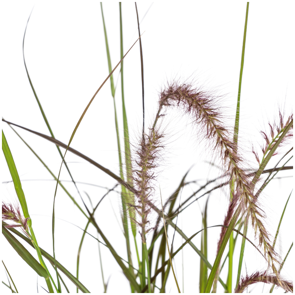 4x Pennisetum x advena Rubrum Ø13cm - ↕50 - 60cm