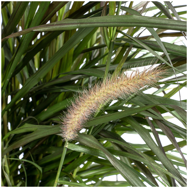Pennisetum x Advena Chelsea Ø27cm - ↕70 - 80cm