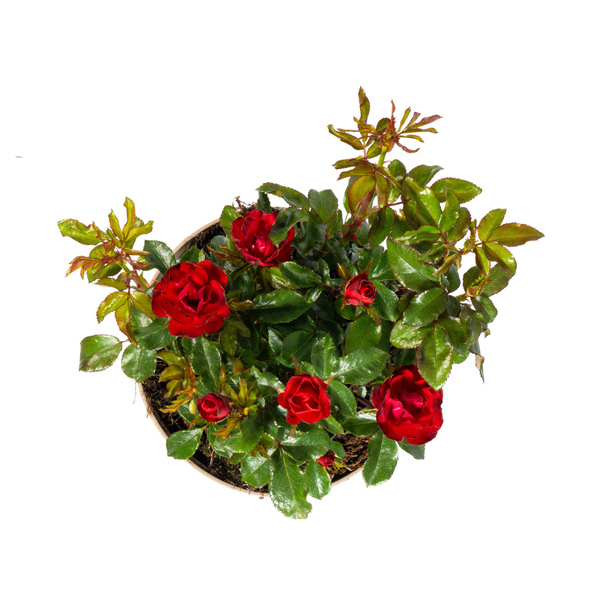 Rosa Zepeti Ø19cm - ↕35 - 40cm