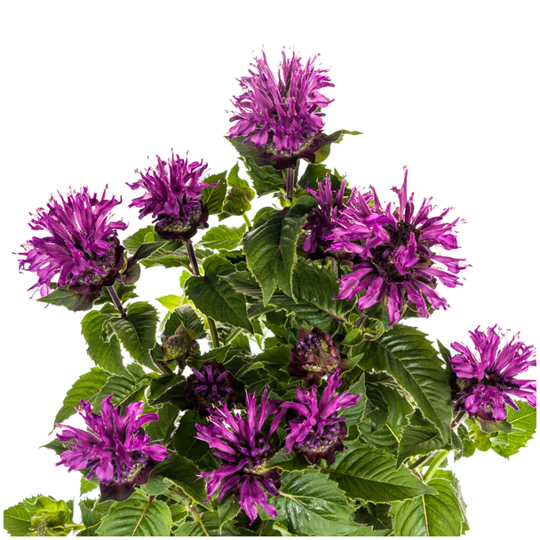 Monarda Didyma Purple Ø19cm - ↕45 - 60cm