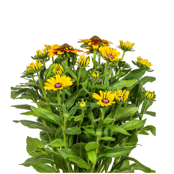 Rudbeckia Summerina tuinplant Ø19cm – Robuuste zomerbloem - ↕45 - 60cm