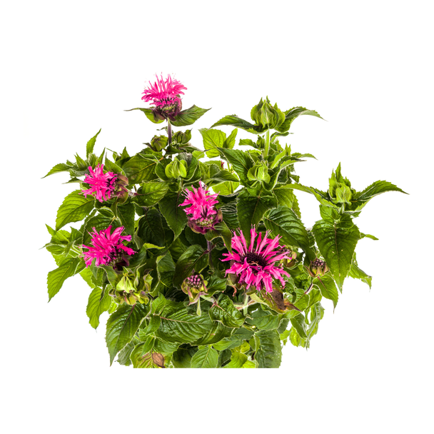 Monarda didyma 'Pink' – Bergamotplant Ø19 cm, 45–60 cm hoog – Zonnige borderplant, vlinder- & bijenlokker