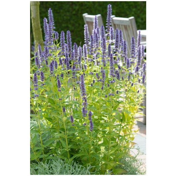 48x Agastache  Black Adder  - ↕10-25cm - Ø9cm