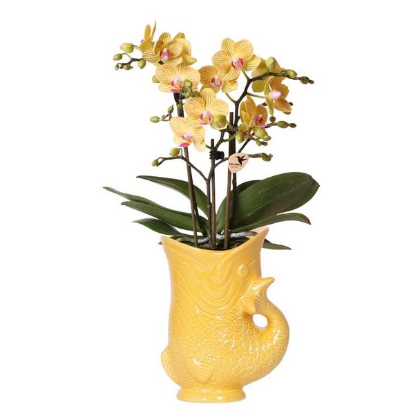 Kolibri Orchids | Gele orchidee Lima + Fish sierpot - potmaat Ø9cm | bloeiende kamerplant - vers van de kweker
