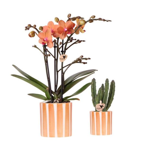 Kolibri Company | Plantenset Oranje Phalaenopsis Orchidee Bolzano en Succulent incl. keramieken sierpotten