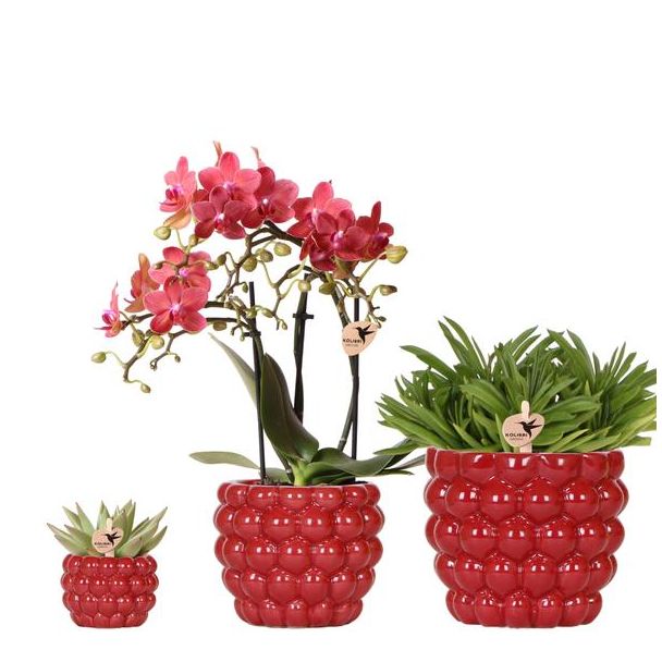 Mooie VlinderOrchidee Congo,Ø9cm,  Kleur Rood/Rose, + Succulenten  Ø12cm en  Ø6cm, incl keramieken Berry Sierpotten,