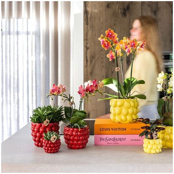 Kolibri Company | Plantenset Rode Phalaenopsis Orchidee Congo en Succulenten incl. keramieken Berry sierpotten