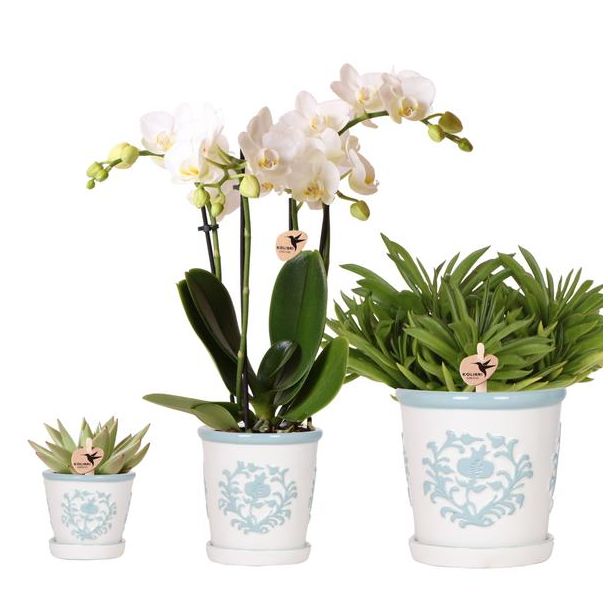 Mooie Vlinderorchidee Amabilis Ø9cm , Kleur Wit,+ 2 succulenten Ø12cm en Ø6cm, incl. keramieken Malaga Sierpotten, Ø6cm