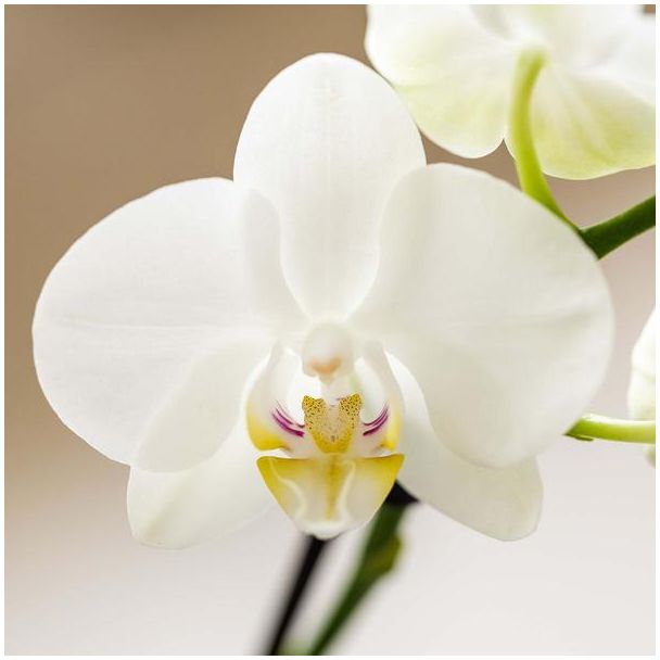 Kolibri Company | Plantenset Witte Phalaenopsis Orchidee Amabilis en Succulenten incl. keramieken Malaga sierpotten
