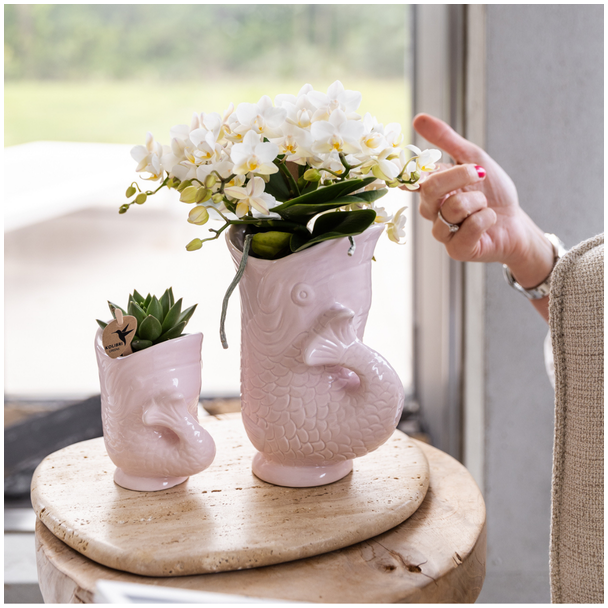 Kolibri Orchids | Set van witte orchidee Nazaré en succulent in Fish sierpot roze - potmaat Ø9cm & Ø6cm | bloeiende kamerplant - vers van de kweker