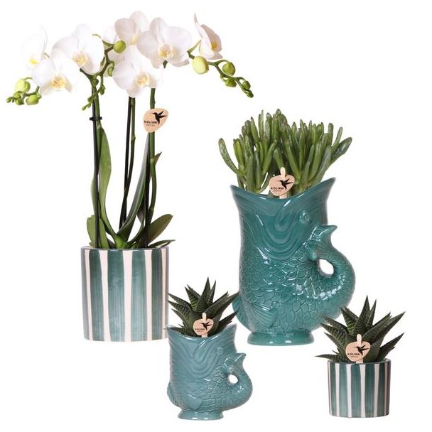 Mooie Vlinderorchidee Amabilis, Ø9cm,  Kleur Wit, Succulenten Ø6cm, in Keramieken Sierpotten, Bloeiende Kamerplant,