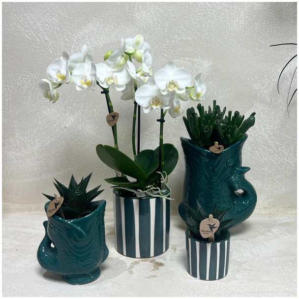 Mooie Vlinderorchidee Amabilis, Ø9cm,  Kleur Wit, Succulenten Ø6cm, in Keramieken Sierpotten, Bloeiende Kamerplant,