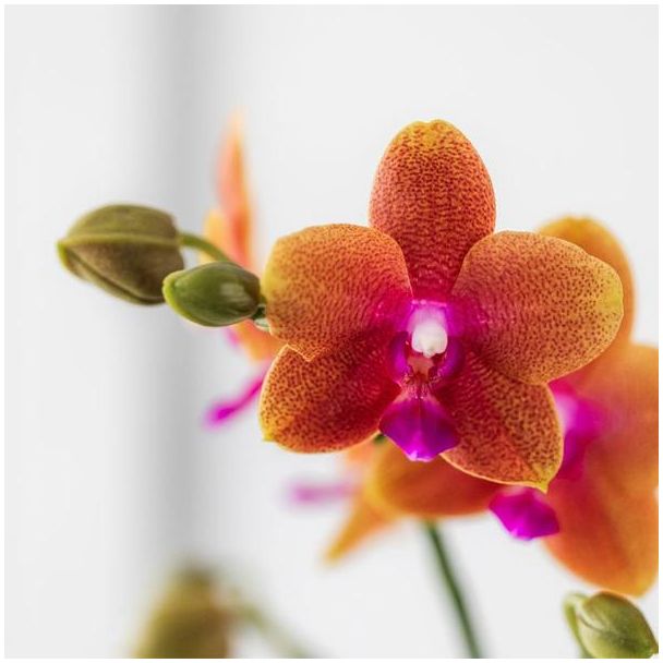 Kolibri Orchids | oranje geurende Phalaenopsis orchidee - Fragrance - potmaat Ø9cm | bloeiende kamerplant - vers van de kweker