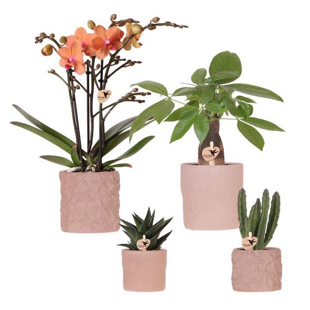 Kamerplantenset- Orchidee Bolzano Ø9cm, Groene Succulenten Ø6cm, Vers van onze Kweker