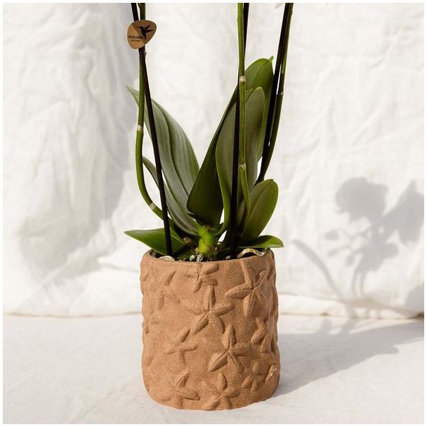 Kolibri Orchids | Set van orchidee Bolzano en succulenten in keramieken sierpotten - potmaat Ø9cm & Ø6cm | bloeiende kamerplant - vers van de kweker