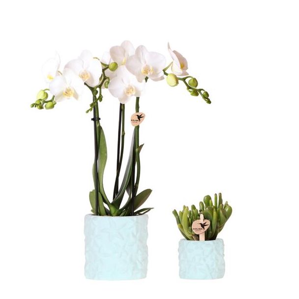 Plantenset Star Fish blauw!  Vlinderorchidee Amabilis, Kleur bloem Wit, Succulent incl. keramieken sierpotten,