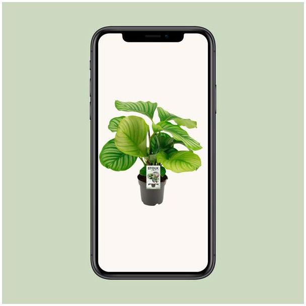Calathea Orbifolia - Ø14cm - ↕50cm