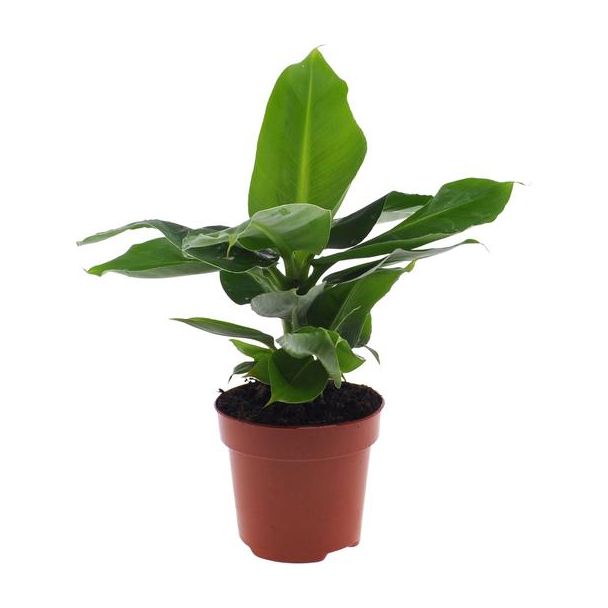 Musa Oriental Dwarf – Bananenplant – Ø12cm – ↕25cm