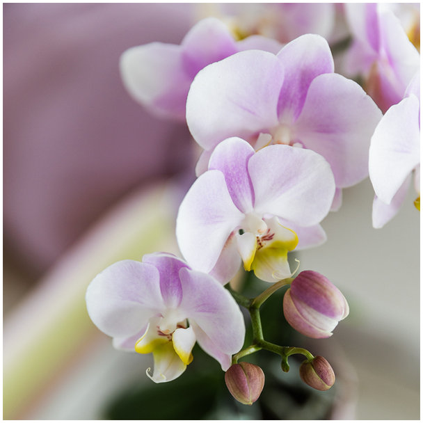 2 Mooie Vlinderorchideeen Portugal, Kleur Roze met Geel Hart, Bloeiende Kamerplant,  Ø9cm,