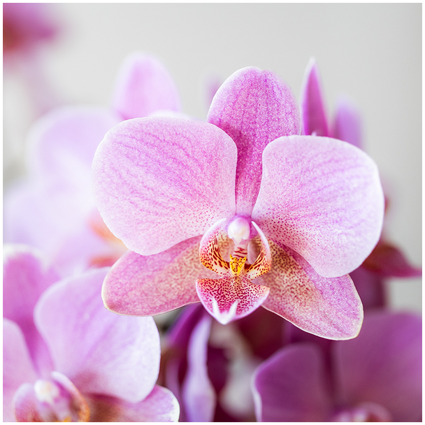2 Mooie Vlinderorchideeen Treviso, Kleur Oude Roze, Bloeiende Kamerplant,  Ø9cm,