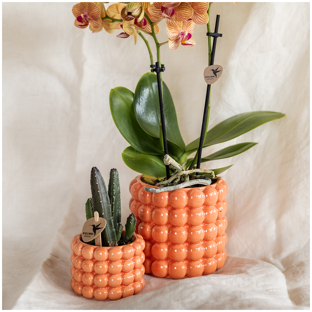 Kolibri Company | Plantenset Poppy oranje | Oranje Phalaenopsis Orchidee Jamaica en Succulent incl. keramieken sierpotten