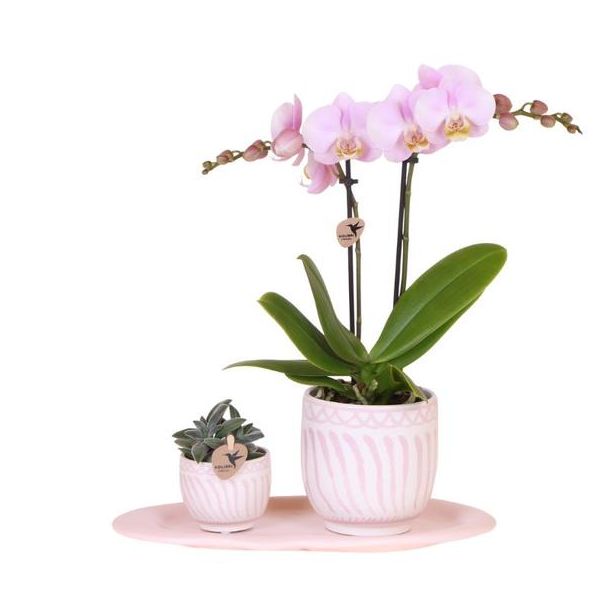 Mooie Rose VlinderOrchidee met Groene Plant in Granada Sierpotten op Roze Organisch dienblad