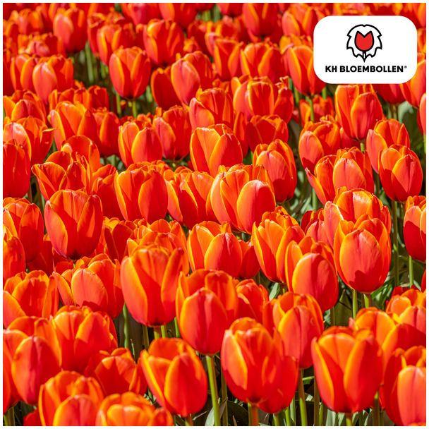 Tulpenbollen  Dafeng, Kleur Oranje, Grootbloemige Tulp, Voor Tuin of Pot, 1 zak a 20 stuks