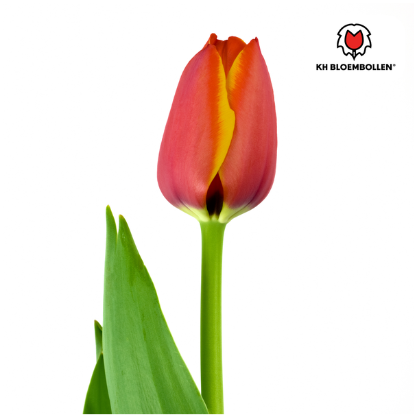 Beeld
