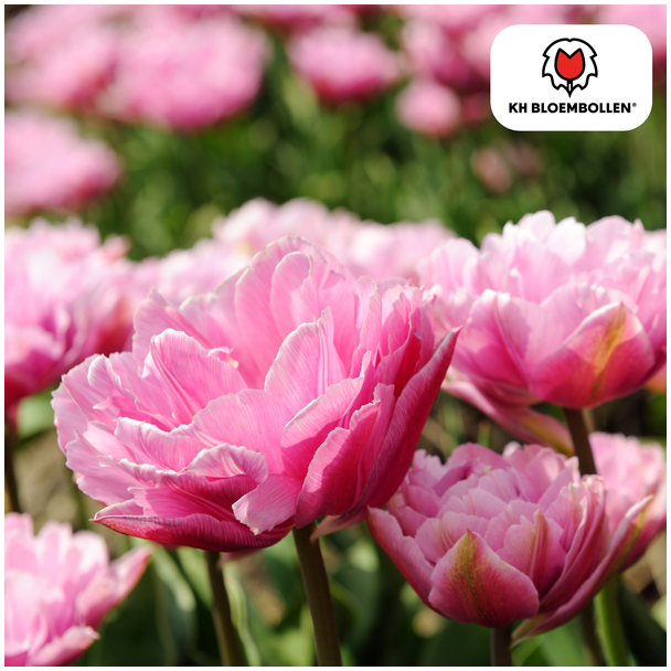 Tulpenbollen Columbus, Kleur Roze-Witte ,Dubbele PioenTulp, Voor Tuin of Pot, 1 zak a 20 stuks