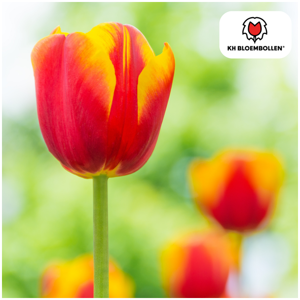 Tulpenbollen  Dow Jones, Kleur Rood, Geel ,Gestreepte Bloem, Voor Tuin of Pot, 1 zak a 20 stuks