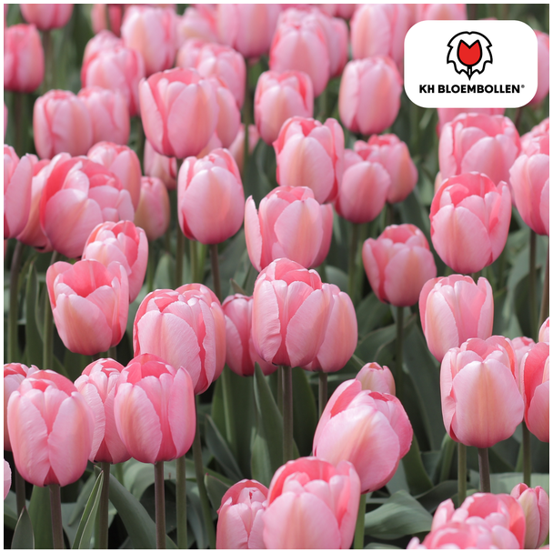Tulpenbollen  Apricot Delight, Kleur Lichte Zalm-Roze, Abrikoos tinten,Elegante Tulp, Voor Tuin of Pot, 1 zak a 20 stuks