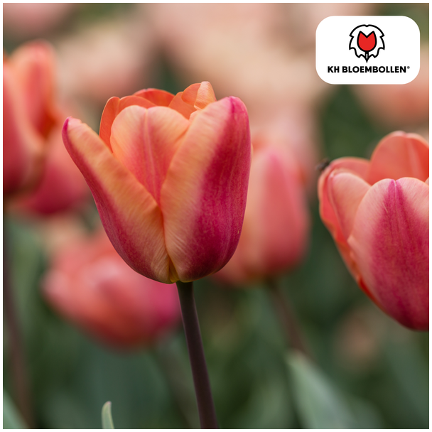 Tulpenbollen  Apricot Foxx, Kleur Zalm-Roze, Abrikoos tinten,Elegante Tulp, Voor Tuin of Pot, 1 zak a 20 stuks