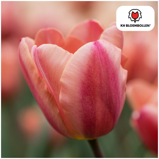 Beeld