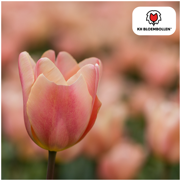 Beeld