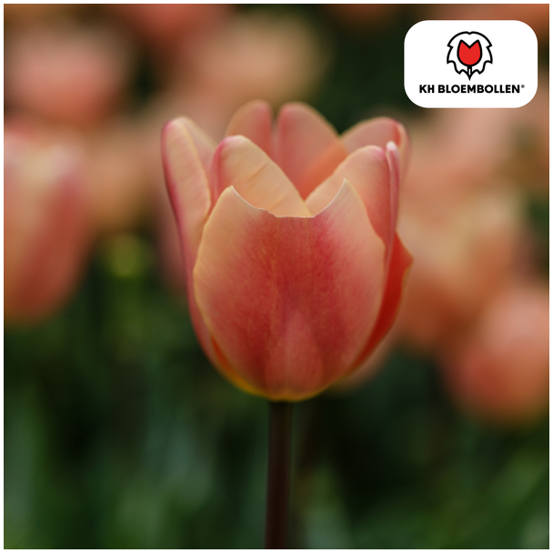 Beeld