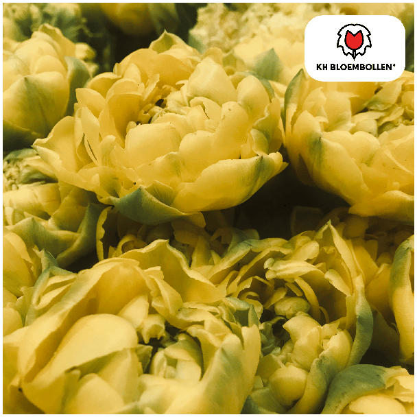 Tulpenbollen Avant Garde  ,Kleur Geel, Dubbelbloemige Tulp, Voor Tuin of Pot, 1 zak a 20 stuks
