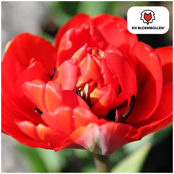 Tulpenbollen  Bombastic Red, Kleur Rood, PioenTulp, Voor Tuin of Pot, 1 zak a 20 stuks