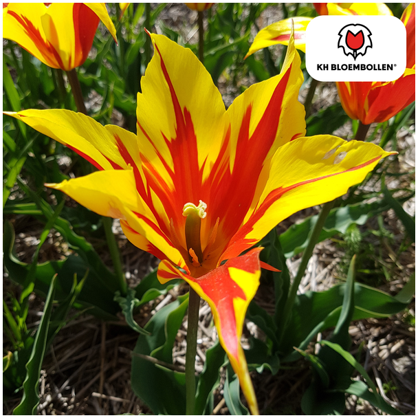 Tulpenbollen  Fire Wings  ,Kleur Geel -Rood , Dubbelbloemige Tulp, Voor Tuin of Pot, 1 zak a 20 stuks