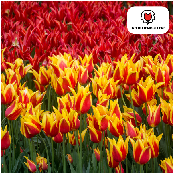 Beeld